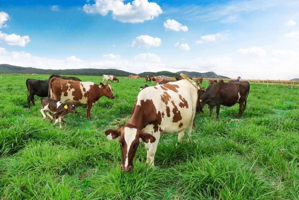 Lâm Đồng đẩy mạnh nông nghiệp xanh, tuần hoàn hướng đến mục tiêu phát thải ròng bằng “0”