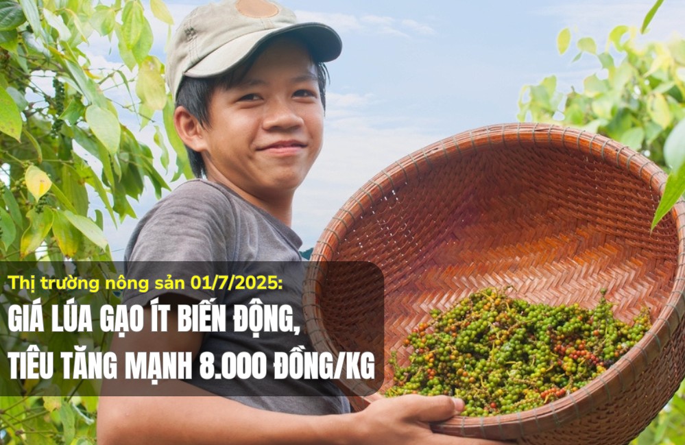 Thị trường nông sản 01/7/2025: Giá lúa gạo ít biến động, tiêu tăng mạnh 8.000 đồng/kg