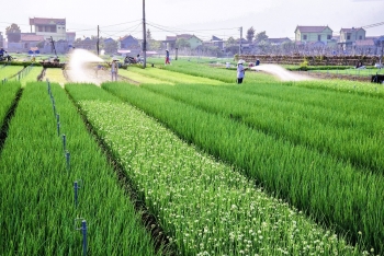 Mã số vùng trồng: “Tấm thẻ căn cước” cho nông sản Nghệ An