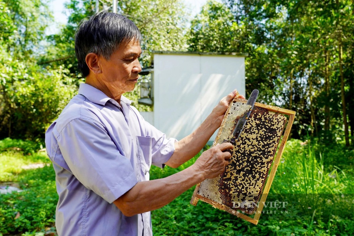 Hà Tĩnh: Người đàn ông làm giàu nhờ nghề nuôi ong