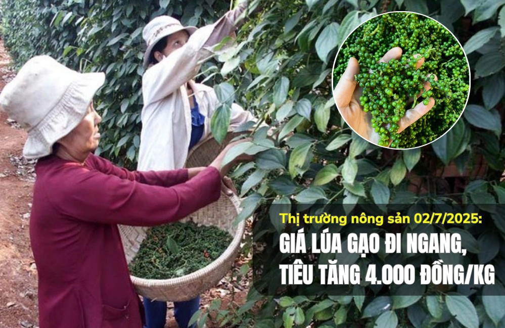 Thị trường nông sản 02/7/2025: Giá lúa gạo đi ngang, tiêu tăng 4.000 đồng/kg