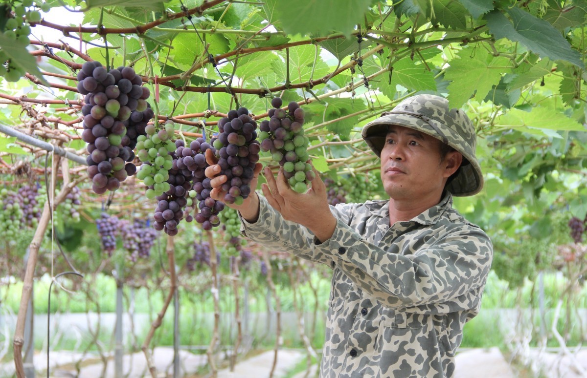 Đã mắt với vườn nho, dưa lưới trĩu quả của anh nông dân xứ Nghệ
