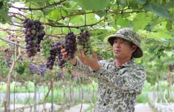 Đã mắt với vườn nho, dưa lưới trĩu quả của anh nông dân xứ Nghệ