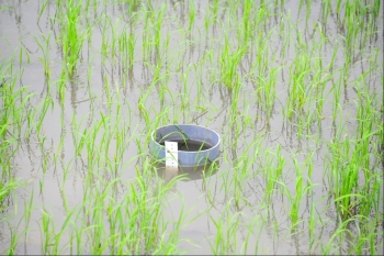 Tưới ngập - khô xen kẽ trong canh tác lúa góp phần hiện thực hóa mục tiêu sản xuất bền vững, phát thải thấp