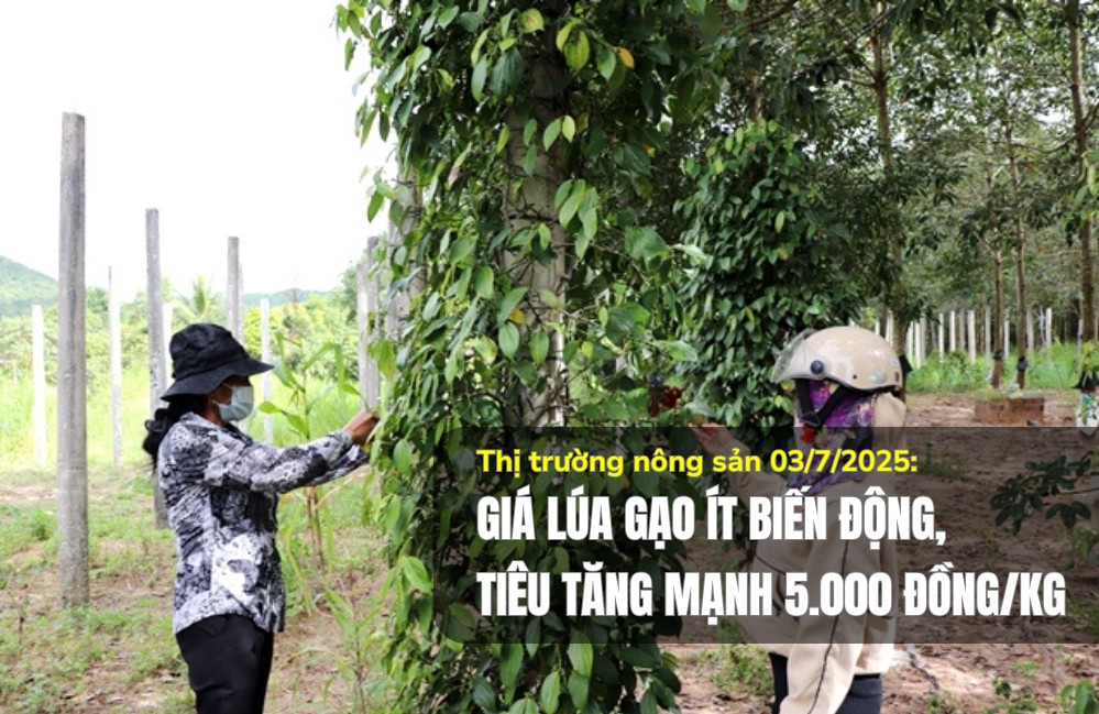 Thị trường nông sản 03/7/2025: Giá lúa gạo ít biến động, tiêu tăng 5.000 đồng/kg