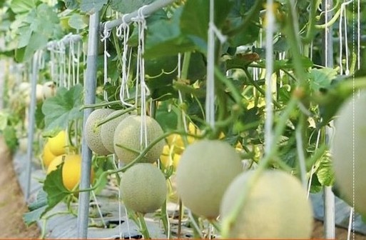 Làm giàu từ dưa lưới công nghệ cao: Hướng đi bền vững của nông dân Hà Tĩnh
