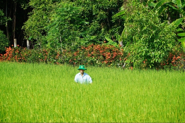 TP. Hồ Chí Minh: Giá thóc thu thuế sử dụng đất nông nghiệp tăng lên 8.200 đồng/kg