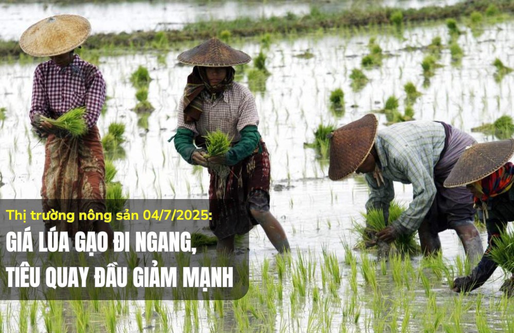 Thị trường nông sản 04/7/2025: Giá lúa gạo đi ngang, tiêu quay đầu giảm mạnh