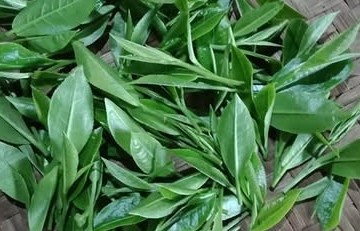 Hợp tác xã Trà Ngọc Hân: Ngọt ngào hương vị và giá trị trà Việt