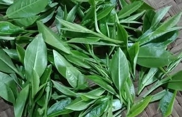 Hợp tác xã Trà Ngọc Hân: Ngọt ngào hương vị và giá trị trà Việt
