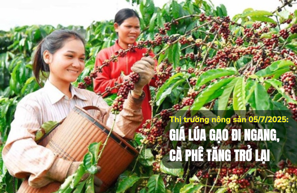 Thị trường nông sản 05/7/2025: Giá lúa gạo đi ngang, cà phê tăng trở lại