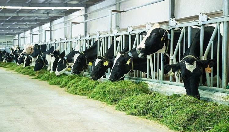 Lâm Đồng chuẩn bị đón Dự án bò sữa ứng dụng công nghệ cao hơn 8.000 tỷ đồng