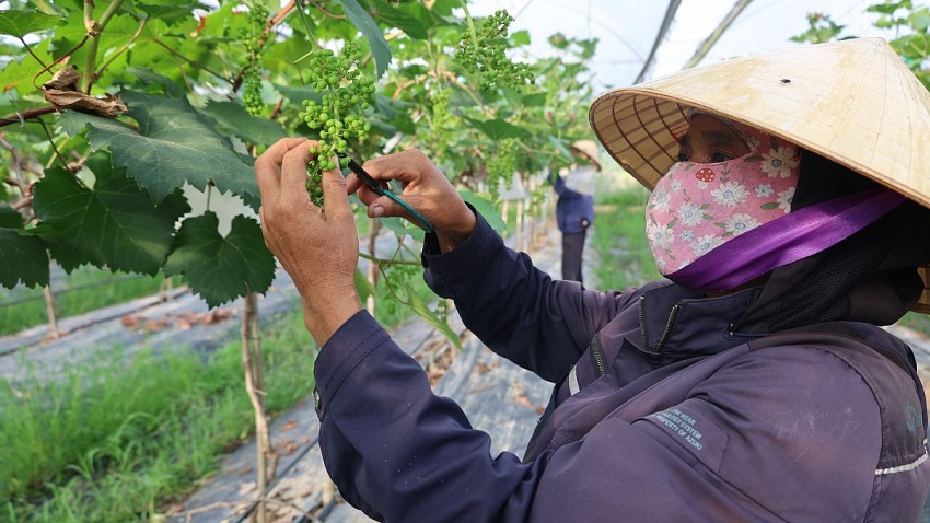 Vườn nho của nông trại được người lao động chăm sóc tỉ mỉ.