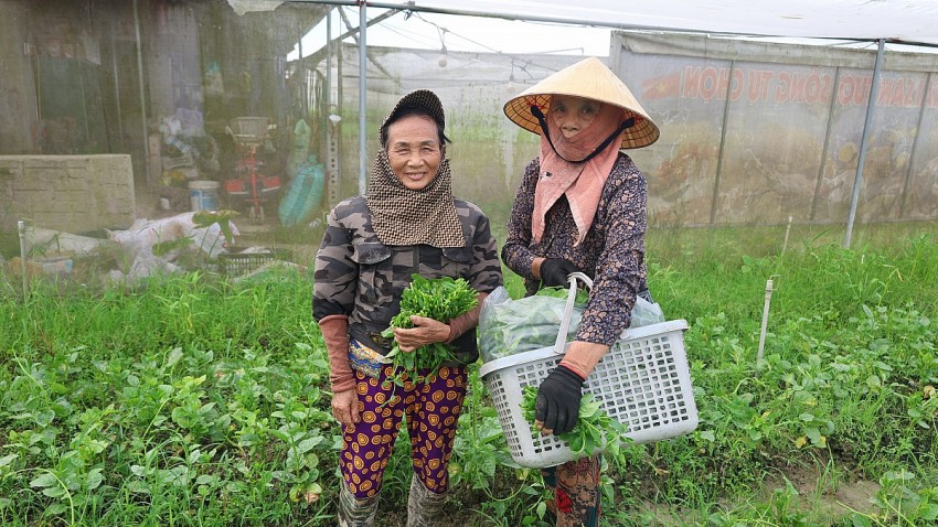 Bà Đỗ Thị Tâm cùng nhiều người có tuổi mỗi ngày đều làm việc từ thu hoạch rau, củ, quả tại nông trại Hiền Nhuần.