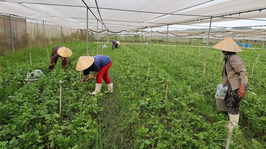 Nông trại hữu cơ Hiền Nhuần thường xuyên tạo công ăn việc làm cho 20 lao động địa phương.