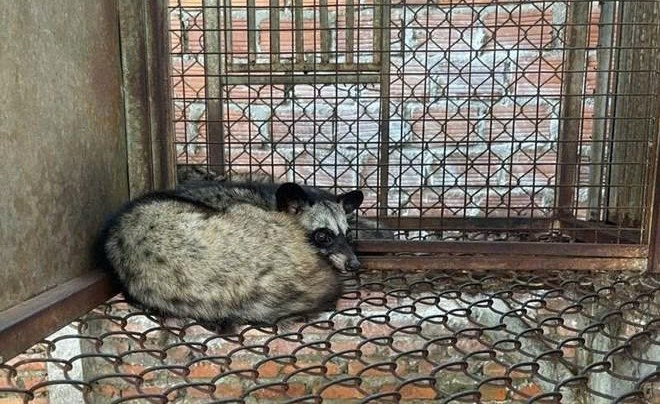 Lâm Đồng: Thu hồi 1 Giấy chứng nhận mã số cơ sở nuôi động vật hoang dã