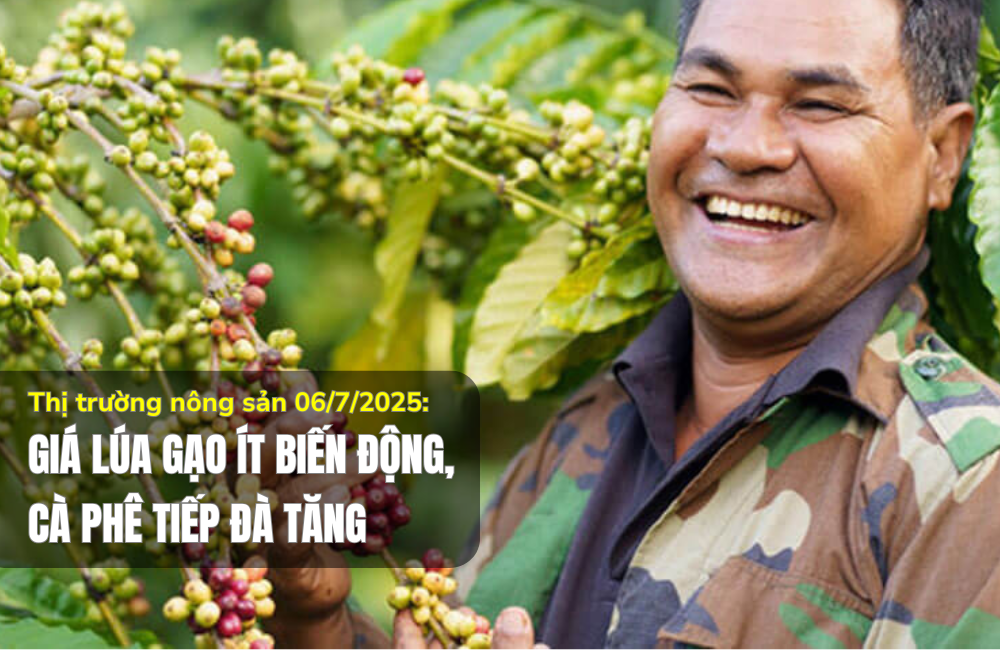 Thị trường nông sản 06/7/2025: Giá lúa gạo ít biến động, cà phê tiếp đà tăng