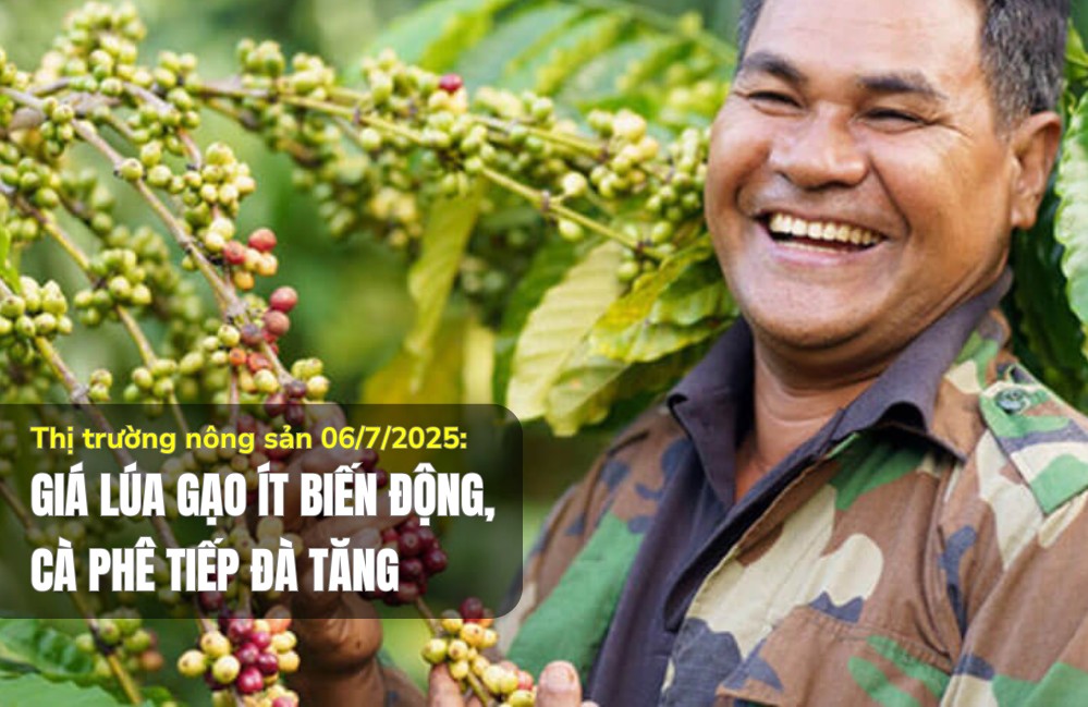 Thị trường nông sản 06/7/2025: Giá lúa gạo ít biến động, cà phê tiếp đà tăng