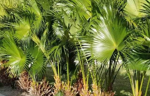 Cây cọ biểu tượng của vùng đất trung du và miền núi