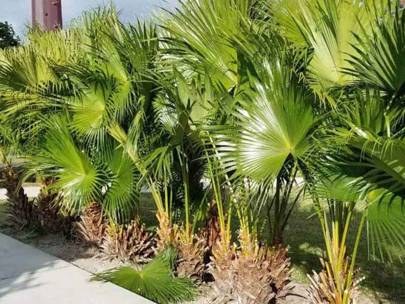 Cây cọ biểu tượng của vùng đất trung du và miền núi