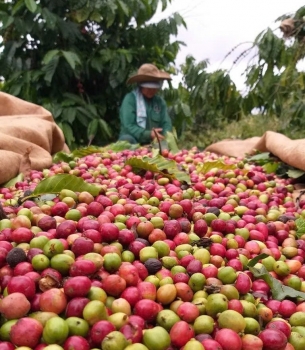 Xuất khẩu cà phê Việt Nam 6 tháng đầu năm tăng trên 67 %