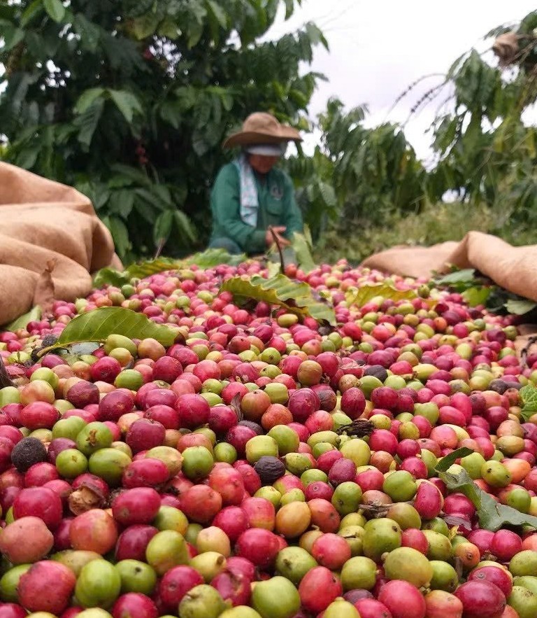 Xuất khẩu cà phê Việt Nam 6 tháng đầu năm tăng trên 67 %