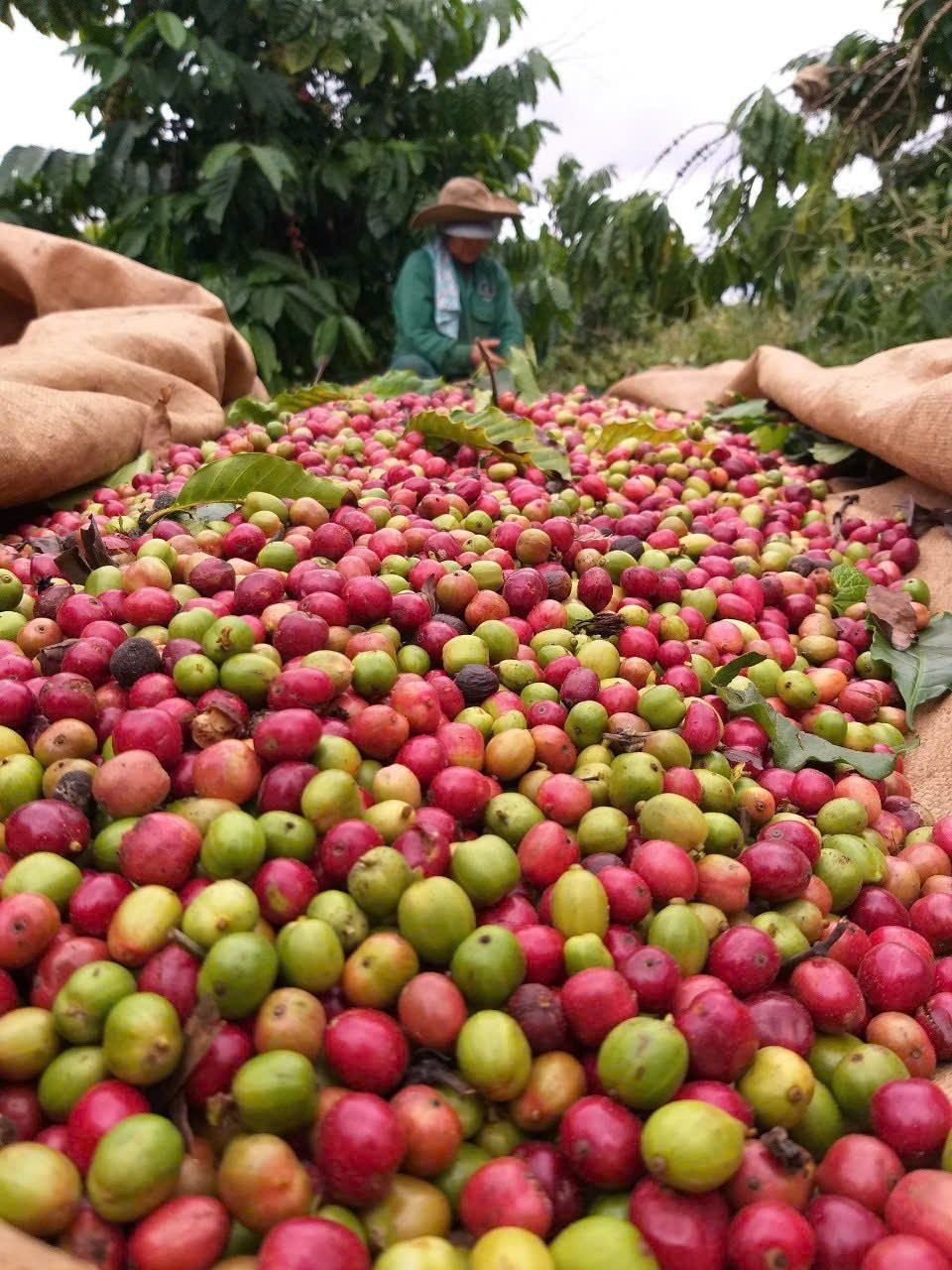 Xuất khẩu cà phê Việt Nam 6 tháng đầu năm tăng trên 67 %