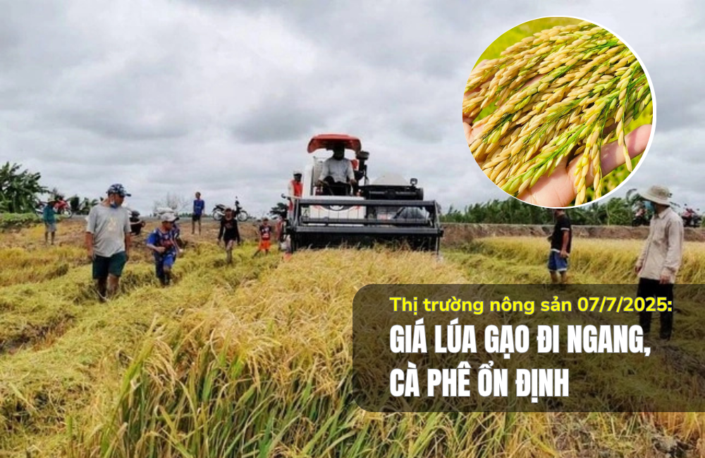Thị trường nông sản 07/7/2025: Giá lúa gạo đi ngang, cà phê ổn định