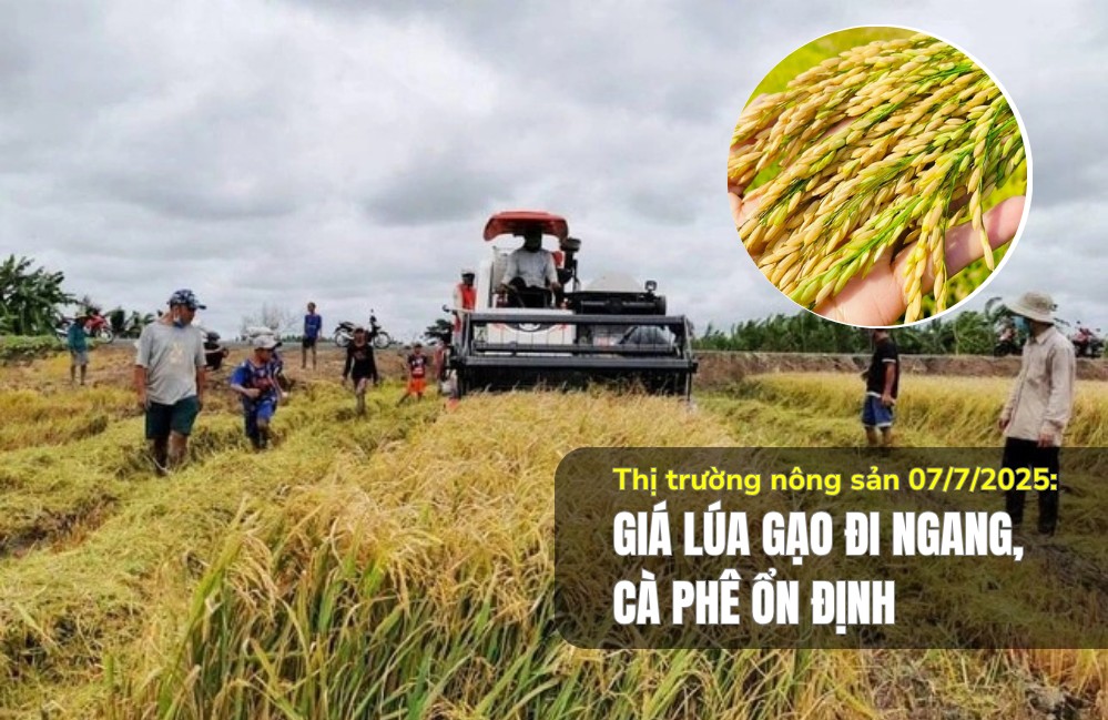 Thị trường nông sản 07/7/2025: Giá lúa gạo đi ngang, cà phê ổn định