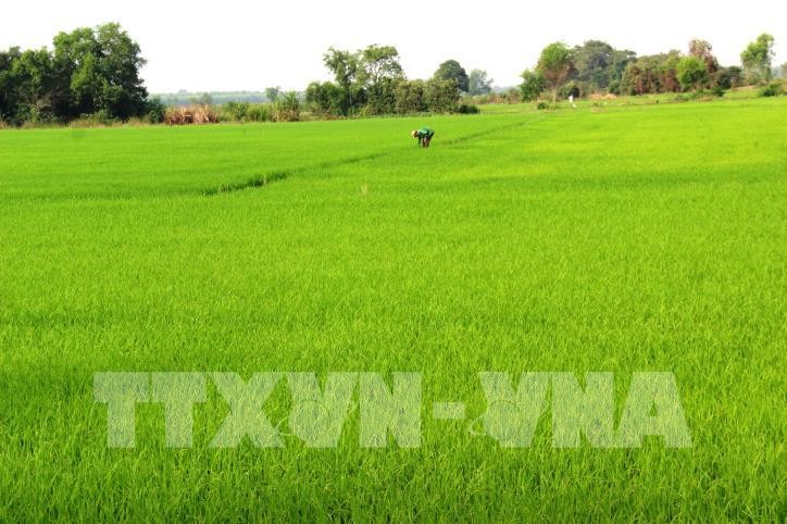 Đầu tư xây dựng thương hiệu lúa tại Thủ đô