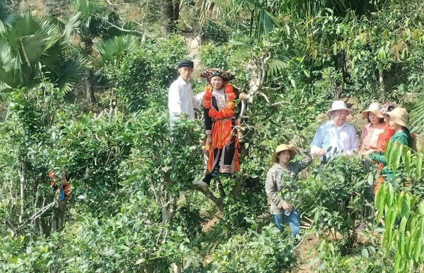 Chè Shan Tuyết Khau Mút - Giấc mơ xanh giữa đại ngàn Tuyên Quang
