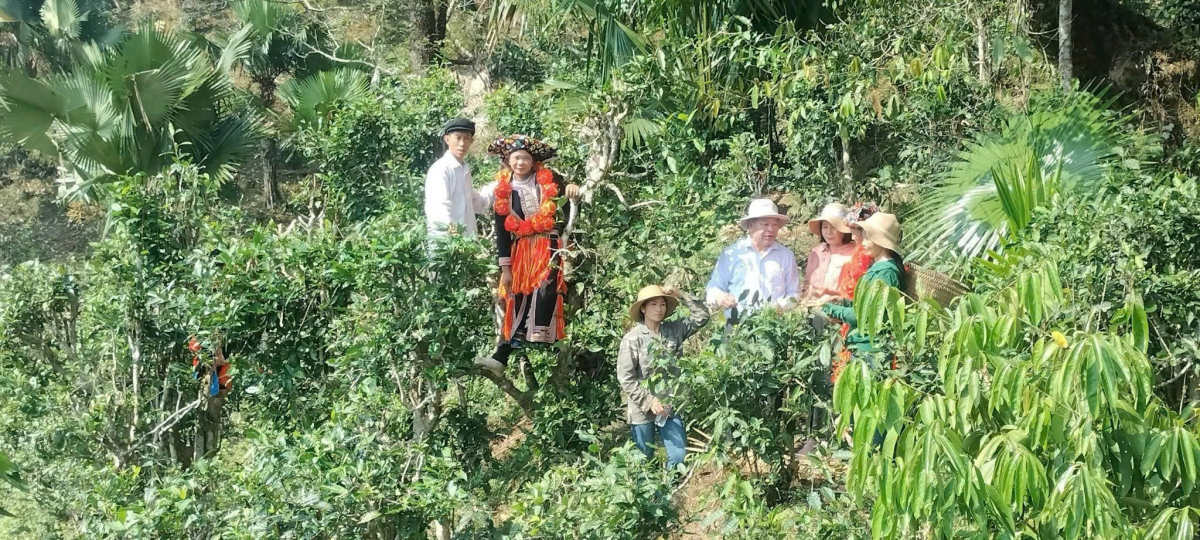 Hiệp hội Nông nghiệp hữu cơ Việt Nam đồng hành cùng nông dân vùng chè Khau Mút, xã Bình An, tỉnh Tuyên Quang