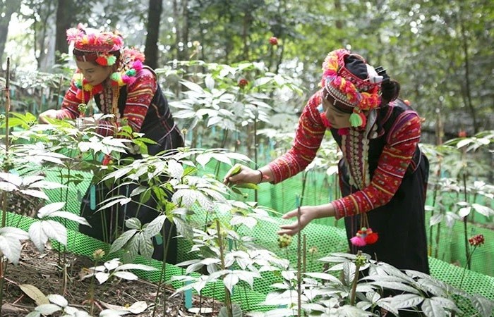 Phát triển ngành dược liệu thành ngành kinh tế sinh học mũi nhọn