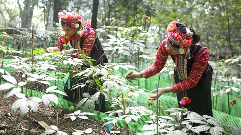 Phát triển ngành dược liệu thành ngành kinh tế sinh học mũi nhọn