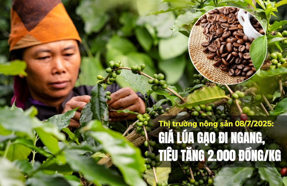Thị trường nông sản 08/7/2025: Giá lúa gạo đi ngang, tiêu tăng 2.000 đồng/kg