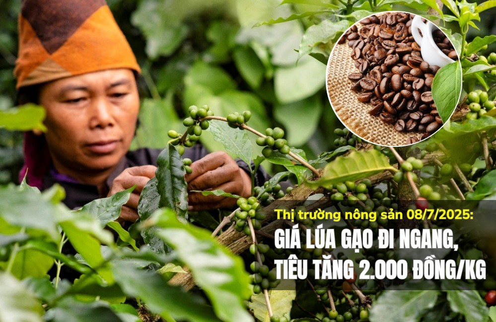 Thị trường nông sản 08/7/2025: Giá lúa gạo đi ngang, tiêu tăng 2.000 đồng/kg