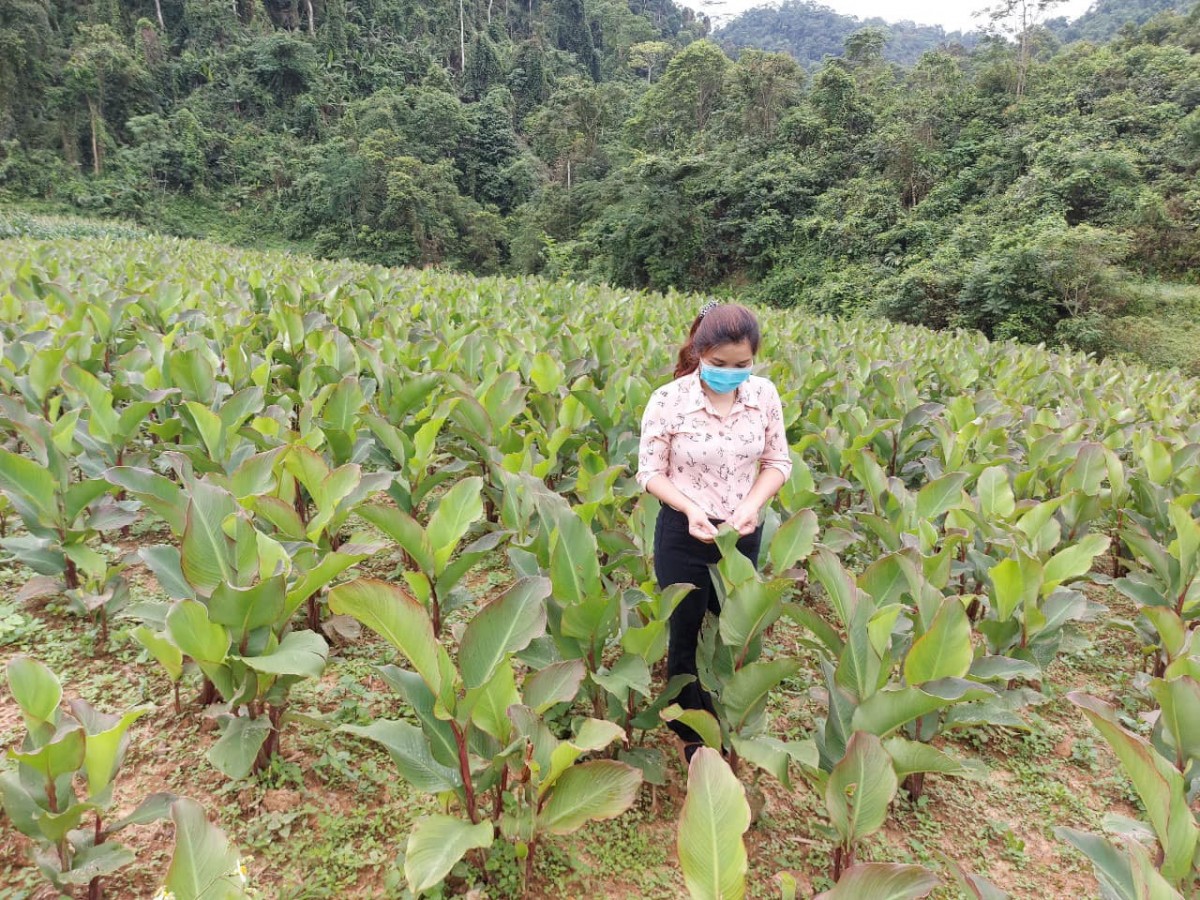 Người phụ nữ Tày đưa miến dong Việt Nam ra thế giới