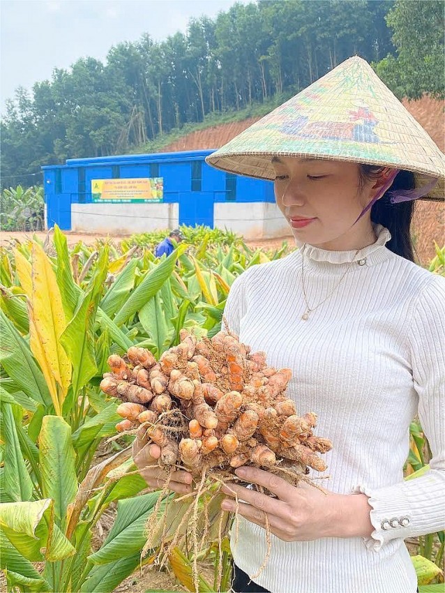 Chị Ánh đã mang làn gió mới từ cây nghệ nếp đỏ về vùng quê nghèo Thọ Bình.