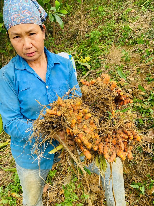 Cây nghệ nếp đỏ của người dân Thôn 6, xã Thọ Bình tăng thêm thu nhập, giúp ổn định cuộc sống.