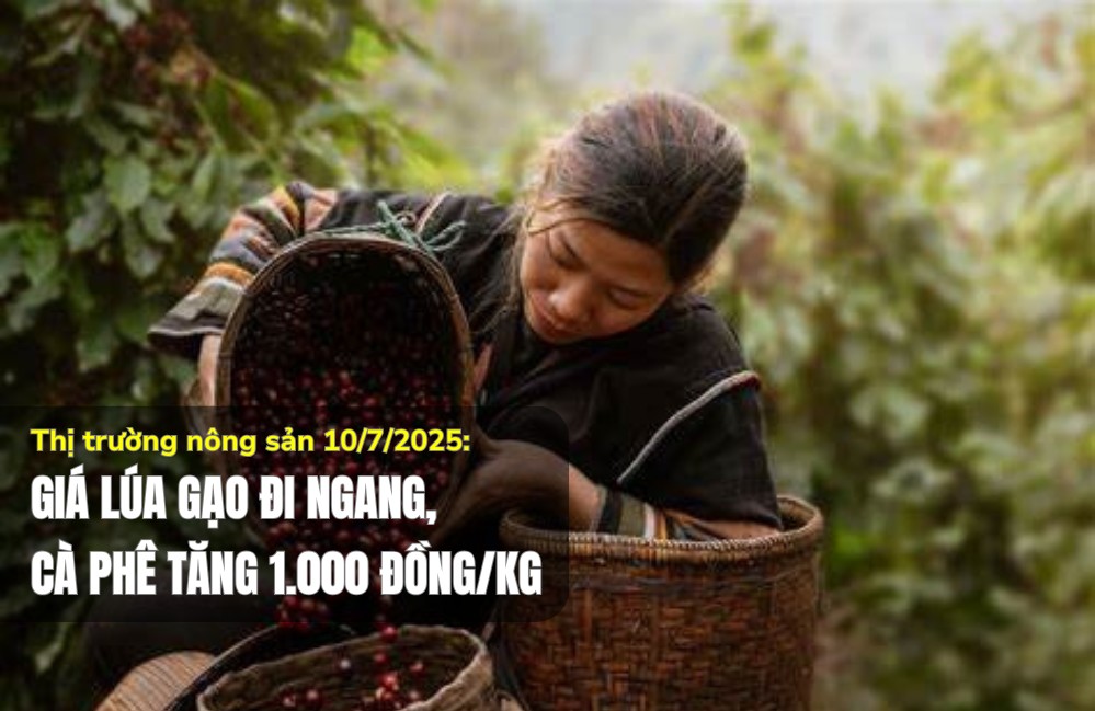 Thị trường nông sản 10/7/2025: Giá lúa gạo đi ngang, cà phê tăng 1.000 đồng/kg