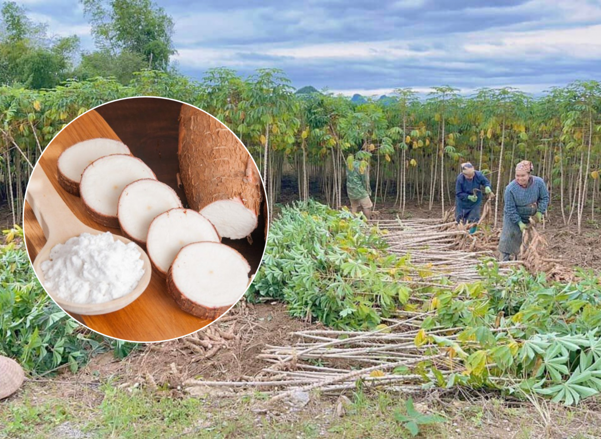 Hiện nay, cây sắn và các sản phẩm từ sắn là một trong 13 sản phẩm nông sản chủ lực của Việt Nam, xuất khẩu sắn và sản phẩm từ sắn của Việt Nam đứng thứ 3 thế giới. (Ảnh minh họa)