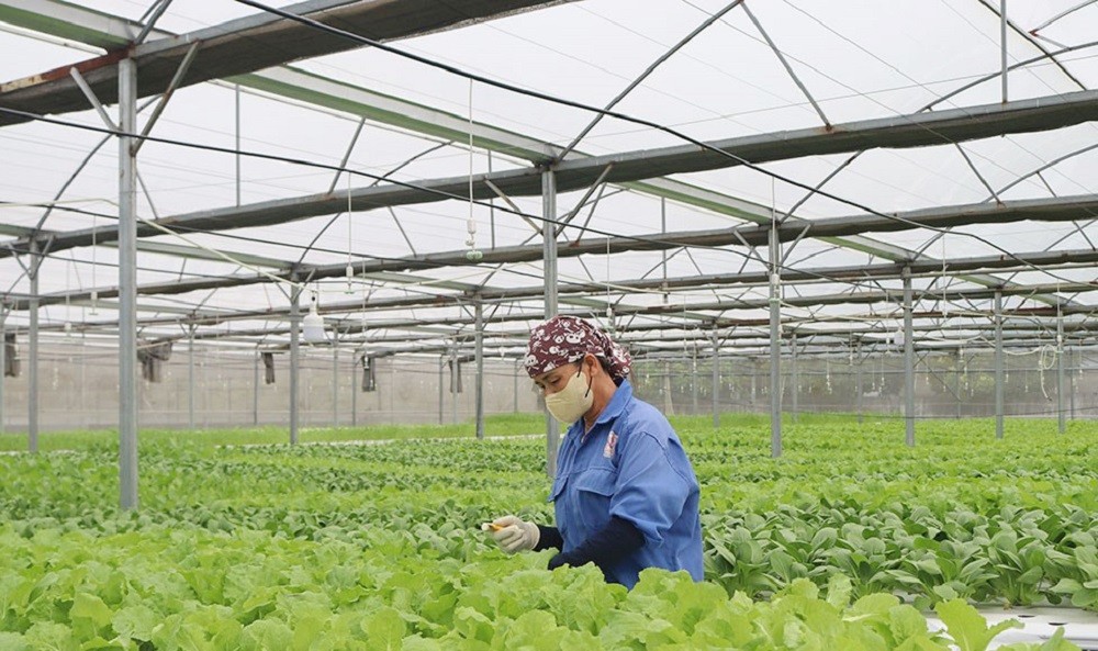 Nghệ An tăng cường chỉ đạo, sản xuất vụ Đông 2025