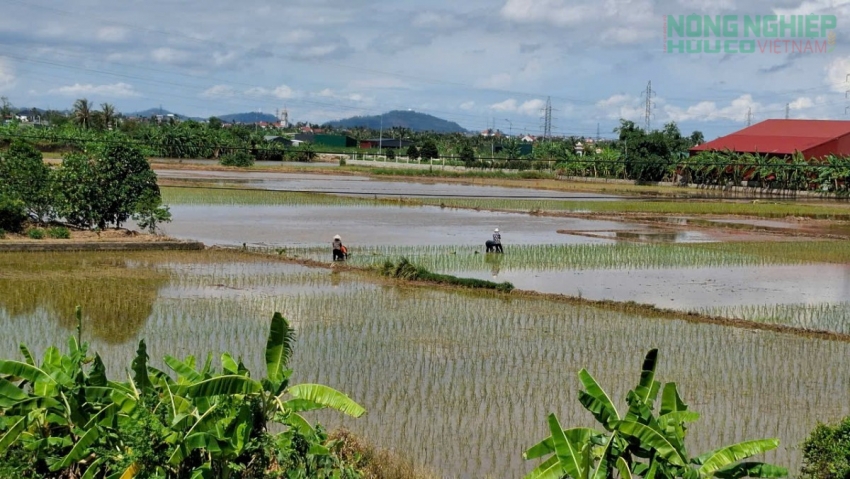 Hải Phòng: Đẩy nhanh tiến độ gieo mạ, sẵn sàng cho vụ lúa Mùa 2025