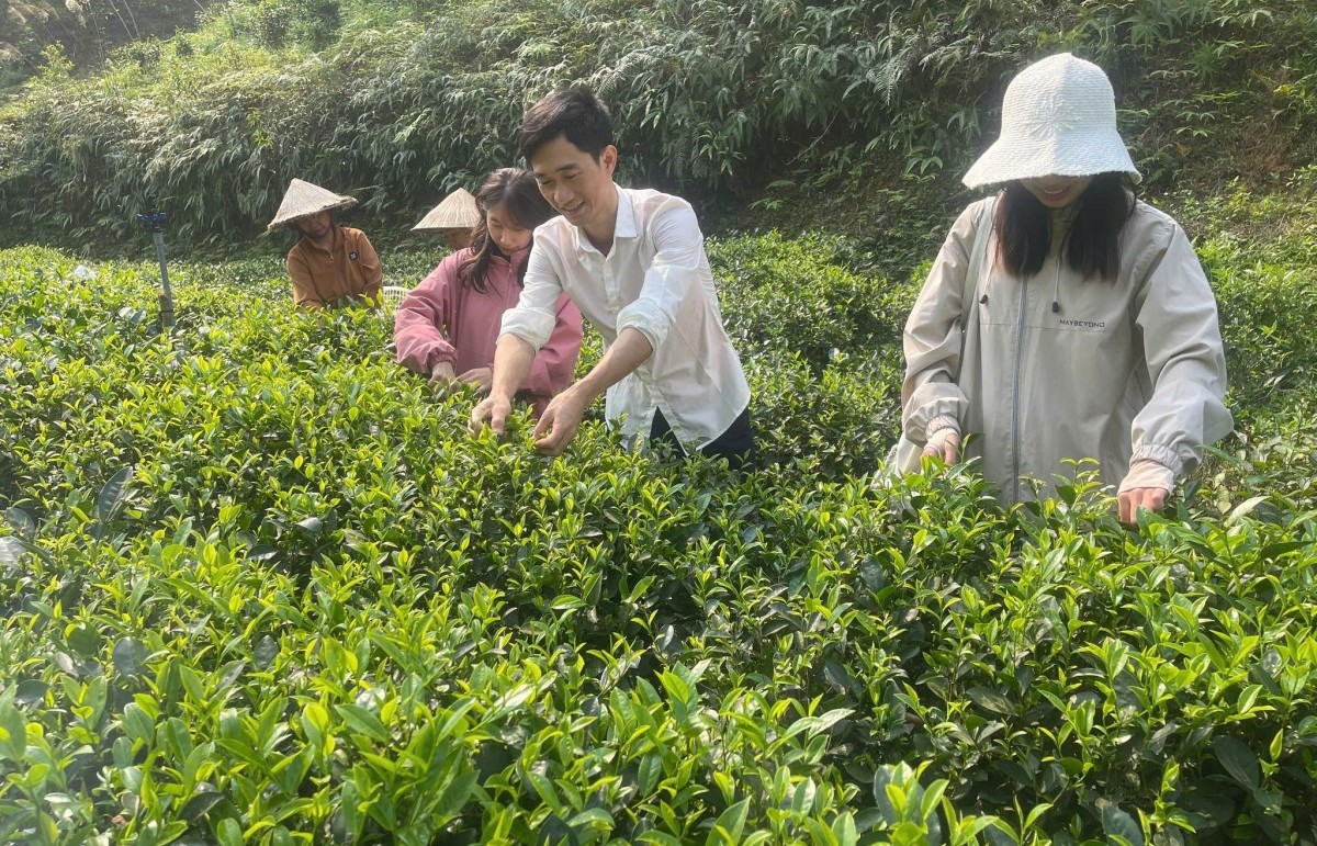 Chàng trai người Tày theo đuổi trà hữu cơ