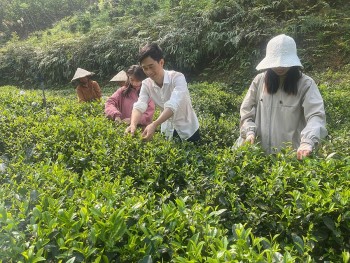 Chàng trai người Tày theo đuổi trà hữu cơ