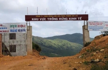 Gia Lai: Xét xử phúc thẩm vụ hủy hoại rừng tại Ban Quản lý rừng phòng hộ Nam Sông Ba
