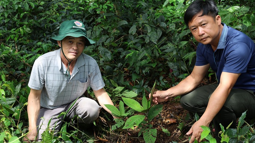 Anh Trần Văn Hải và bác Ngân Văn Phúc bên cây Khôi Tía được trồng dưới tán rừng tự nhiên.