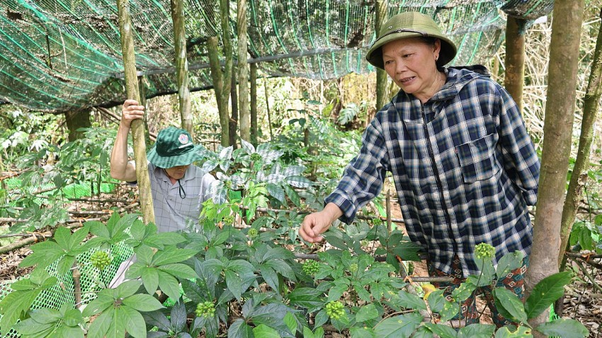 Trồng cây dược liệu quý dưới tán rừng tự nhiên đang mở ra hướng phát triển kinh tế bền vững cho người dân miền núi.