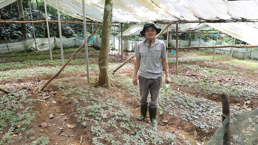 Ông Ngân Văn Phúc bên vườn giống cây Sâm Lai Châu trên đỉnh Pù Rinh.