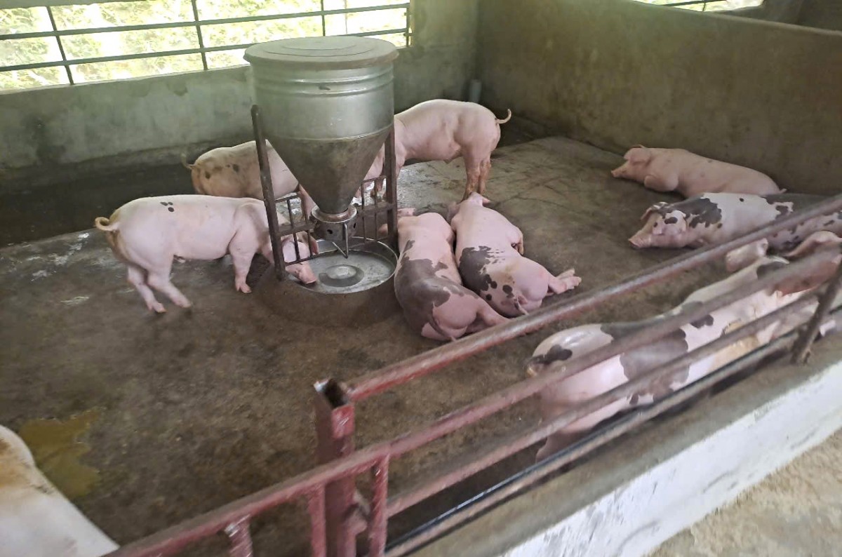 Nghệ An: Chi hơn 94 tỷ đồng hỗ trợ người dân có lợn nhiễm dịch tả lợn châu Phi và cúm gia cầm